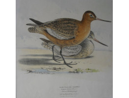 'Bar-Tailed Godwit'.