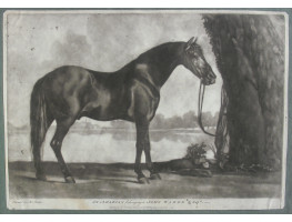 'An Arabian belonging to John Warde Esq'.