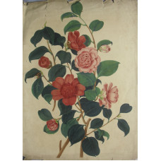 'Anemone flower'd or Waratah Camellia; Rose coloured or Middlemists Camellia' by Weddell.